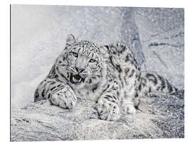 Galleritryk snow leopard