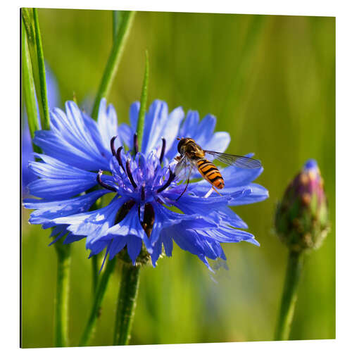 Aluminiumtavla Cornflower with hoverfly