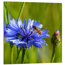 Cuadro de aluminio Cornflower with hoverfly