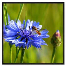 Gerahmter Kunstdruck Kornblume mit schwebfliege