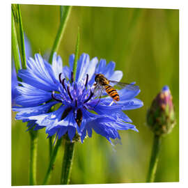 Foam board print Cornflower with hoverfly