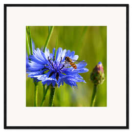 Impressão artística com moldura Cornflower with hoverfly