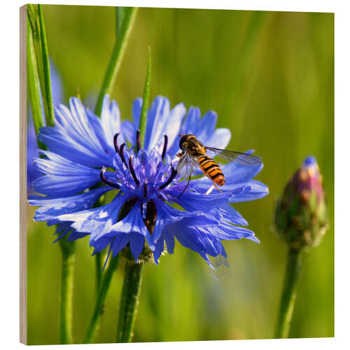 Obraz na drewnie Cornflower with hoverfly