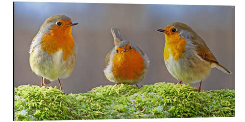 Cuadro de aluminio Birds Robins