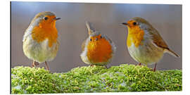 Aluminium print Birds Robins