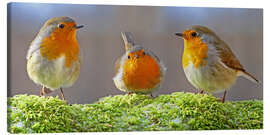 Canvastavla Birds Robins