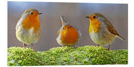 Foam board print Birds Robins