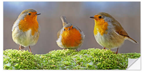 Selvklæbende plakat Birds Robins