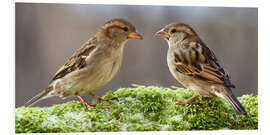 Foam board print Birds Sparrows