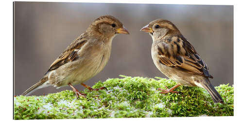 Galleritryck Birds Sparrows