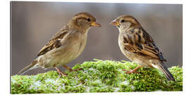 Gallery print Birds Sparrows