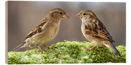 Puutaulu Birds Sparrows