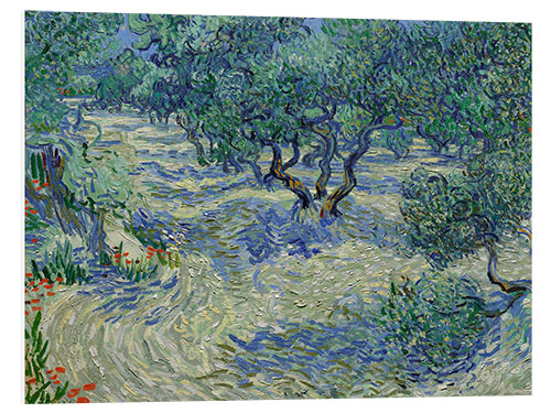 Foam board print Olive Orchard