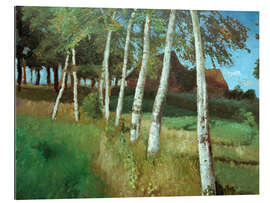 Gallery print Birches in the marsh