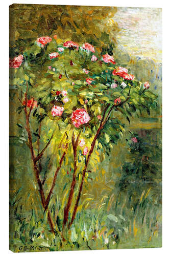 Canvas print The rose bush