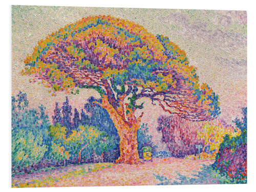 Foam board print Pine tree in Saint-Tropez