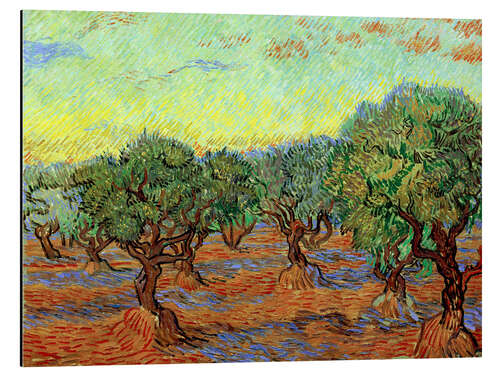 Aluminium print Olive Grove II