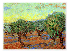 Poster  L&#039;Oliveraie II - Vincent van Gogh