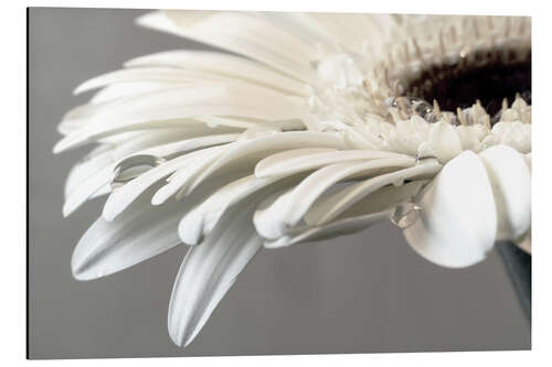 Cuadro de aluminio White Gerbera with drops