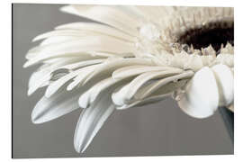 Aluminium print White Gerbera with drops