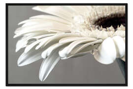 Gerahmter Kunstdruck Weiße Gerbera mit Tropfen