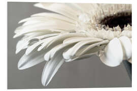 Foam board print White Gerbera with drops