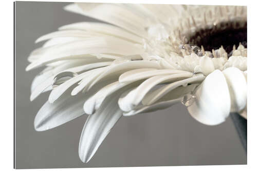 Galleriprint White Gerbera with drops