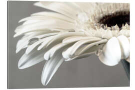 Gallery print White Gerbera with drops