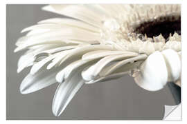 Vinilo para la pared White Gerbera with drops