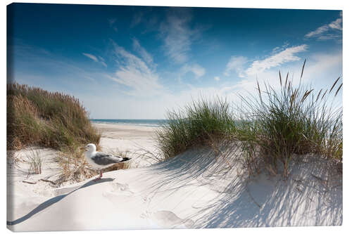 Canvas print Sylt - dune with fine beach grass and seagull