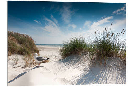 Gallery print Sylt - dune with fine beach grass and seagull