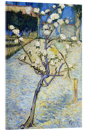 Acrylic print Blossoming pear tree