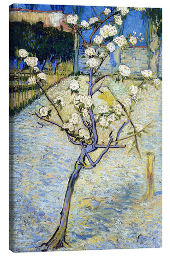 Tableau sur toile Poirier en fleurs