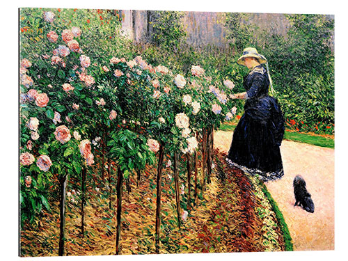 Stampa su plexi-alluminio Roses, Garden in Petit Gennevilliers