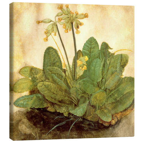 Canvas print Schlüsselblume
