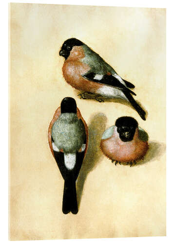 Cuadro de metacrilato Estudio de tres pájaros