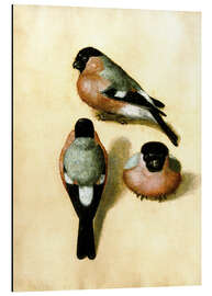Aluminium print Bullfinch studies