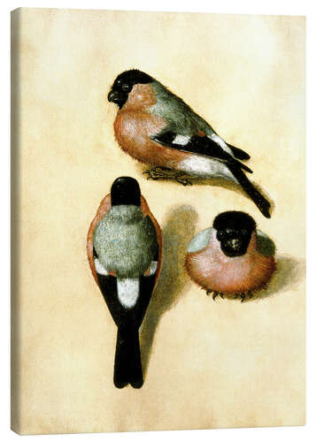 Canvas-taulu Bullfinch studies