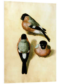 PVC print Bullfinch studies