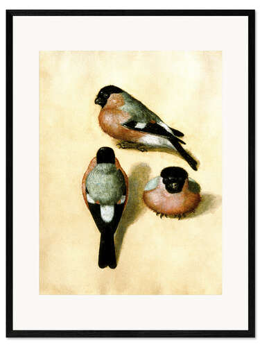 Kehystetty taidepainatus Bullfinch studies