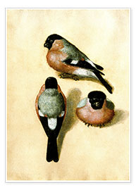Obra artística  Estudio de tres pájaros - Albrecht Dürer