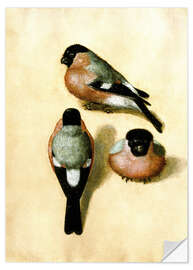 Muursticker Bullfinch studies