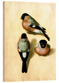 Quadro de madeira Bullfinch studies