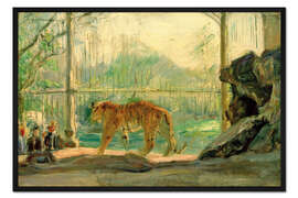 Gerahmter Kunstdruck Tiger im Zoo