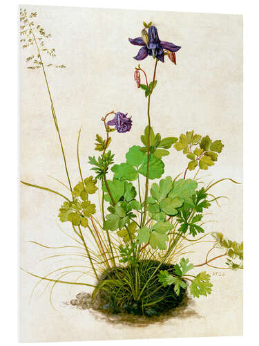 Foam board print Columbine