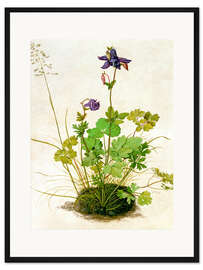 Gerahmter Kunstdruck Akelei