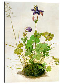 Gallery print Columbine