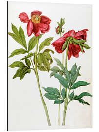 Magnettafel Pfingstrosen