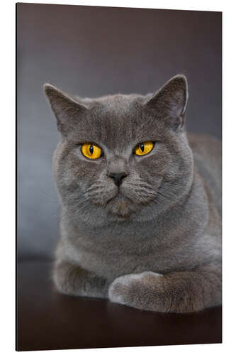 Quadro em alumínio British Shorthair 7