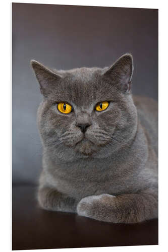 Obraz na PCV British Shorthair 7